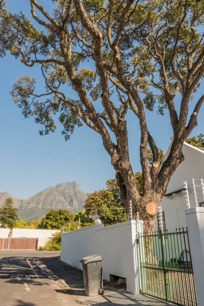 albero gigante nel giardino con panorama table mountain a claremont, città del capo, sud africa. - south africa road cape town the garden route foto e immagini stock