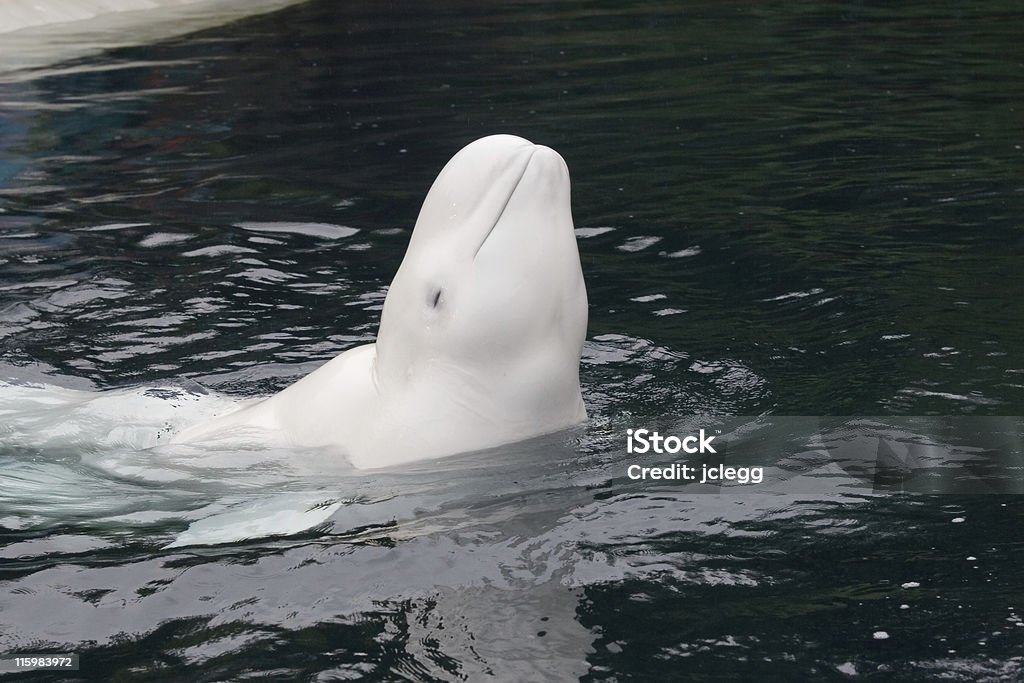 Sorridente Beluga - Foto stock royalty-free di Beluga