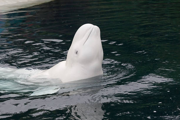 미소 벨루가고래 - beluga whale 뉴스 사진 이미지