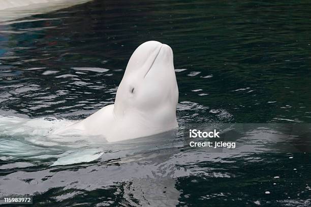 Foto de Sorrindo Baleiabranca e mais fotos de stock de Baleia-Branca - Baleia-Branca, Canadá, Aquário - Edifício para Cativeiro Animal