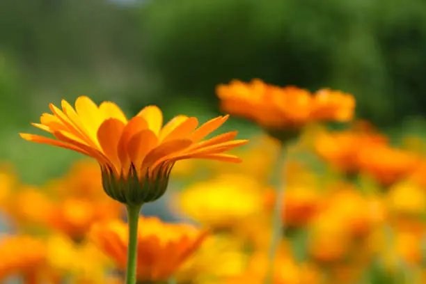 Photo of Orange Pot Marigold flowers on blur meadow background