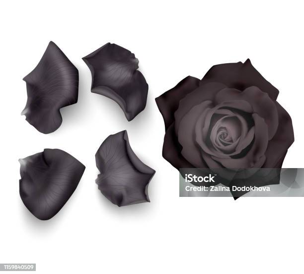 Set Of Black Rose Petals Closeup On A White Background Can Be Used For  Design Of Romantic Greetings Stock Illustration - Download Image Now -  iStock