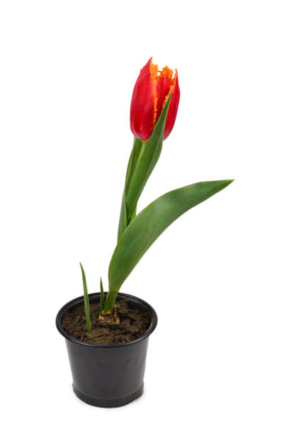 istock Tulip in a pot isolated on white background. 1159842652