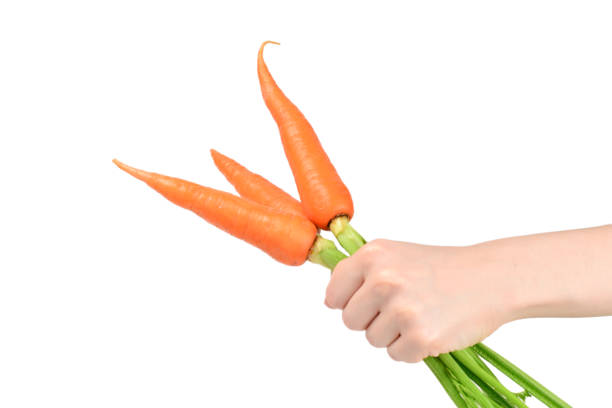 istock Fresh orange carrot in woman hands on a white background. 1159842794
