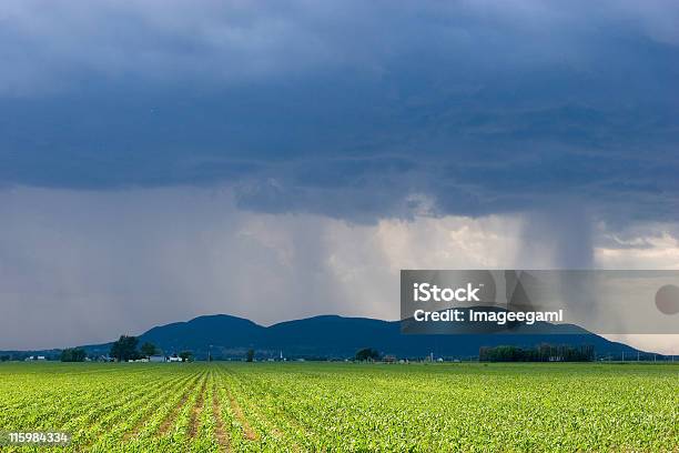 ストームをトウモロコシフィールド - 天気雨のストックフォトや画像を多数ご用意 - 天気雨, かすみ, アーチ雲