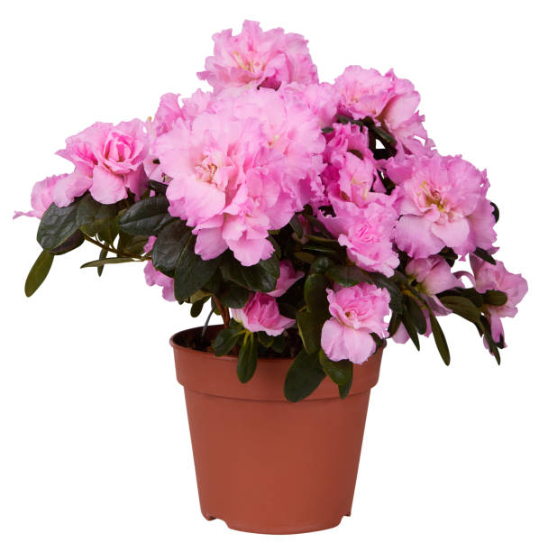 istock Blossoming pink Rhododendron in a flowerpot 1159844186