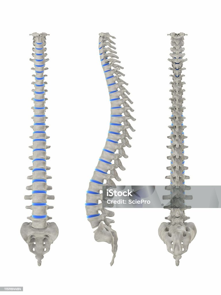 Columna vertebral humana - Foto de stock de Anatomía libre de derechos