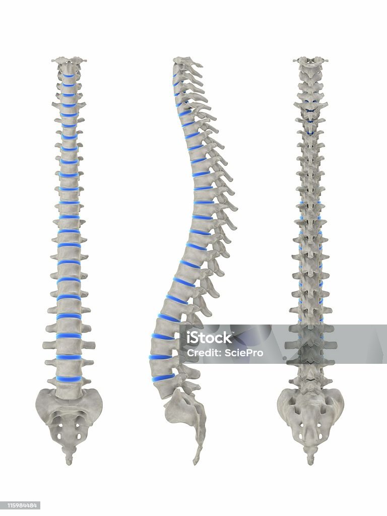 Spina dorsale umana - Foto stock royalty-free di Anatomia umana