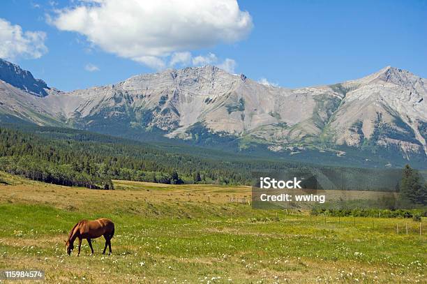Cavalo E Montanha Pasture Montanhas Rochosas - Fotografias de stock e mais imagens de Animal - Animal, Animal Doméstico, Ao Ar Livre