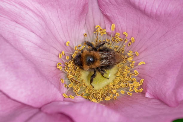 Tree bumblebee (Bombus hypnorum) collecting pollen from the flower of a dogrose (rosa canina) Tree bumblebee (Bombus hypnorum) collecting pollen from the flower of a dogrose (rosa canina) bombus hypnorum pictures stock pictures, royalty-free photos & images
