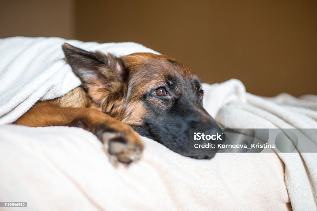 Cute German Shepherd in a blanket on bed. Lovely dog in home. Dog Stock Photo