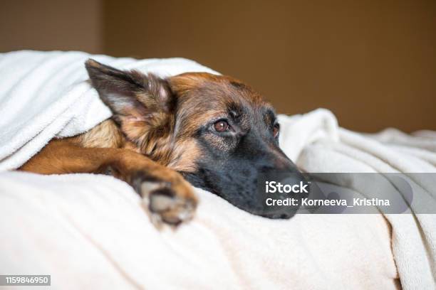 Cute German Shepherd In A Blanket On Bed Stock Photo - Download Image Now - Dog, Cold And Flu, Sadness