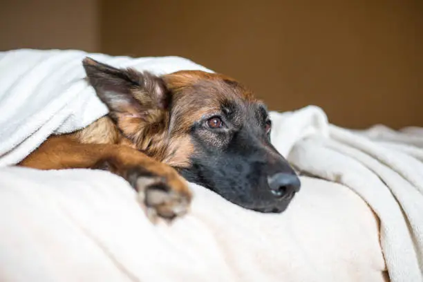 Photo of Cute German Shepherd in a blanket on bed.