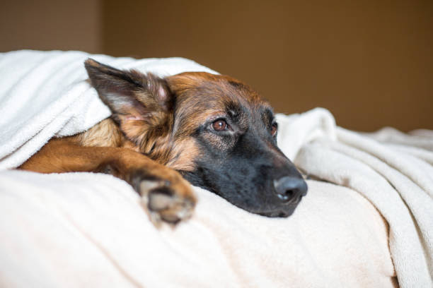 cute german shepherd in a blanket on bed. - canine imagens e fotografias de stock