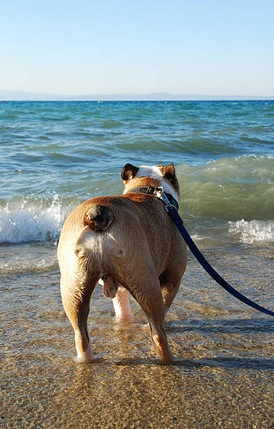 istock Bulldog on the beach 115984811