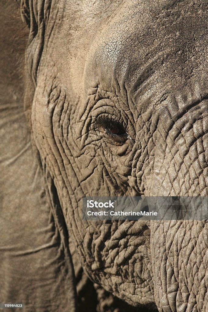 Suave gigante - Foto de stock de Agrietado libre de derechos