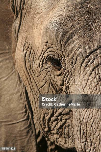 Ligeira Gigante - Fotografias de stock e mais imagens de Amarrotado - Amarrotado, Animal, Animal de Safari