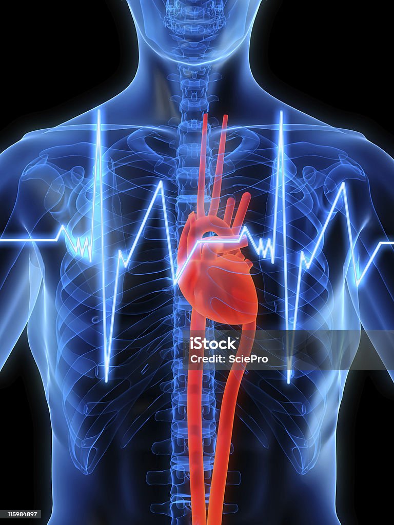 Battito del cuore - Foto stock royalty-free di Anatomia umana