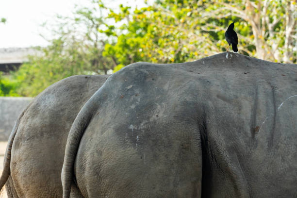 istock Giant rhino close up with bird on hip. 1159850057