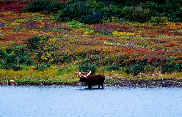Big Moose bull Big Moose bull in the lake alces alces gigas stock pictures, royalty-free photos & images