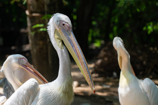 istock Group of egret in the wild forest. 1159850098