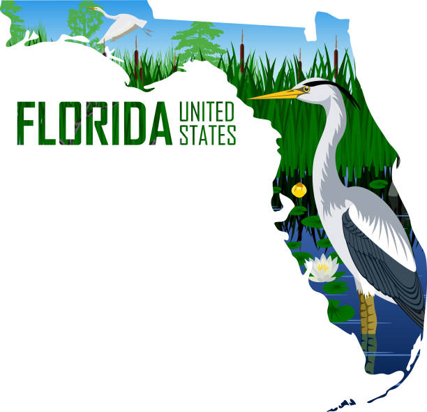 illustrations, cliparts, dessins animés et icônes de vecteur floride - carte d'état américaine avec le grand héron bleu dans la zone humide - heron blue heron bird swamp