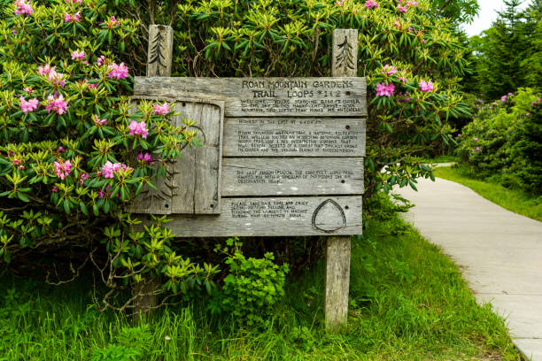 진달래 정원 - roan mountain state park 뉴스 사진 이미지