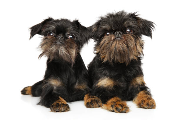 istock Brussels Griffon puppies lie on white background 1159851868