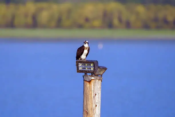 Photo of osprey on top of the Pier light