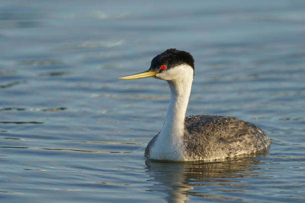 istock adult western grebe dancing on the lake 1159852780
