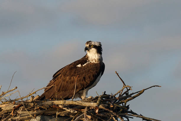 istock adult osprey in the nest 1159852782