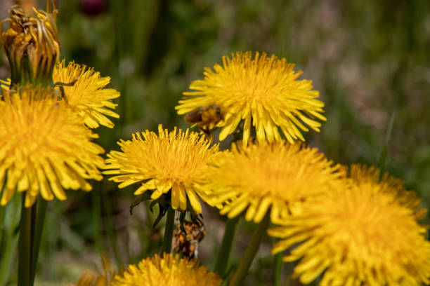 vista de un diente de león en flor leontodon con una abeja en flor con polen en los alpes suizos.focus se encuentra en la abeja - leontodon fotografías e imágenes de stock