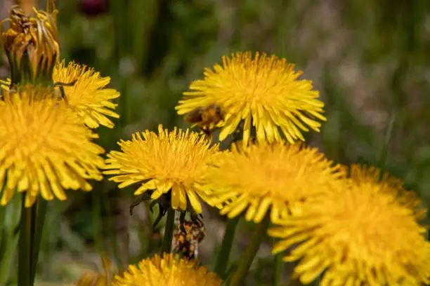 View of a blossoming dandelion Leontodon with a honeybee in bloom with pollen in the Swiss Alps.Focus lies on the bee