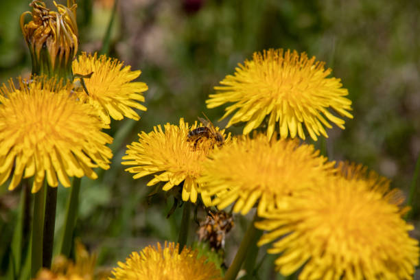 vista de un diente de león en flor leontodon con una abeja en flor con polen en los alpes suizos.focus se encuentra en la abeja - leontodon fotografías e imágenes de stock