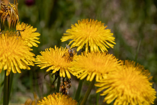 vista de un diente de león en flor leontodon con una abeja en flor con polen en los alpes suizos.focus se encuentra en la abeja - leontodon fotografías e imágenes de stock