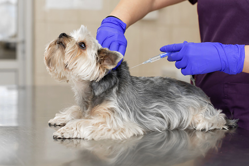 Professional veterinary doctor in blue rubber gloves do injection yorkshire terrier. Pet healthcare concept.