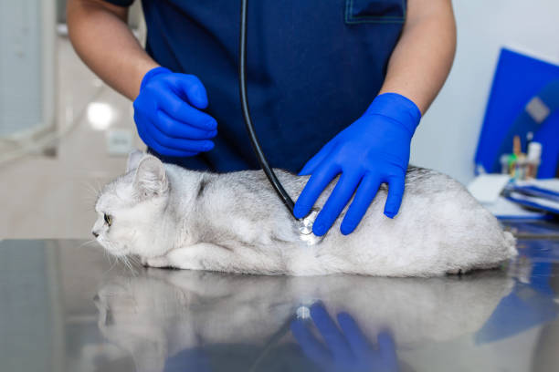 professional vet doctor examines a white fluffy cat with a stethoscope."r"na young male veterinarian of caucasian appearance works in a veterinary clinic."r"nfrightened cat examined by a veterinarian - vet domestic cat veterinary medicine stethoscope imagens e fotografias de stock