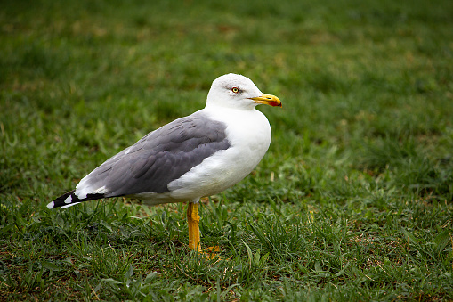 closeup view of a bird standing on a meadow