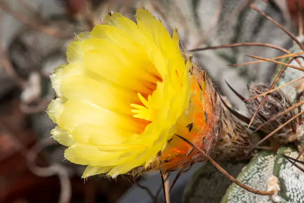 clsoeup view of a blossom of a cactus