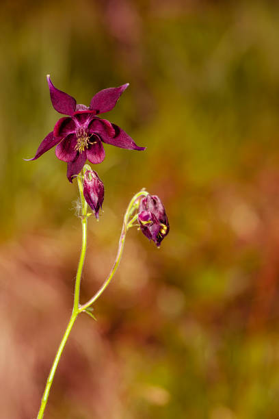 istock columbine - genus Aquilegia 1159855407