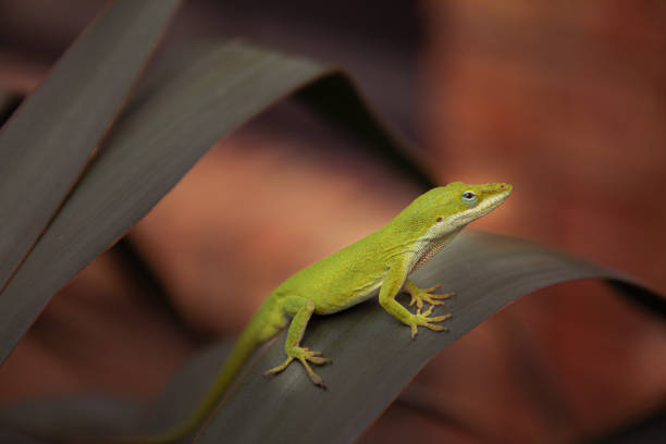istock Texas / American green anole lizard 1159855513