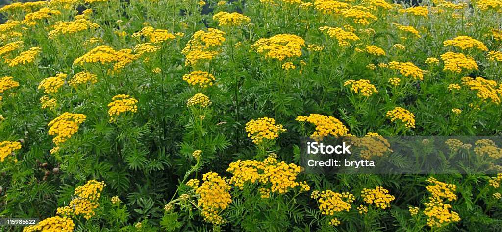 Tanacetum Vulgare (Common tansy - Zbiór zdjęć royalty-free (Bez ludzi)