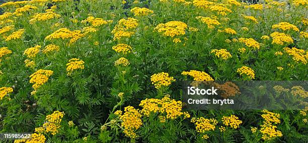 Tanacetum Vulgare Common Tanaceto - Fotografias de stock e mais imagens de Amarelo - Amarelo, Ao Ar Livre, Arbusto