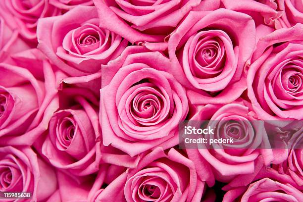 Pretty Rosa Foto de stock y más banco de imágenes de Buqué - Buqué, Color - Tipo de imagen, Diseño floral