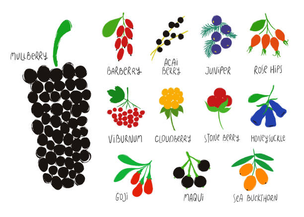 Collection Or Colorful Isolated Berries. Colorful forest set. Berry collection - barberry, mullberry, acai, juniper, goj, rose hip, viburnum, cloudberry, stone, honeysuckle, maqui, sea buckthorn. arrowwood stock illustrations