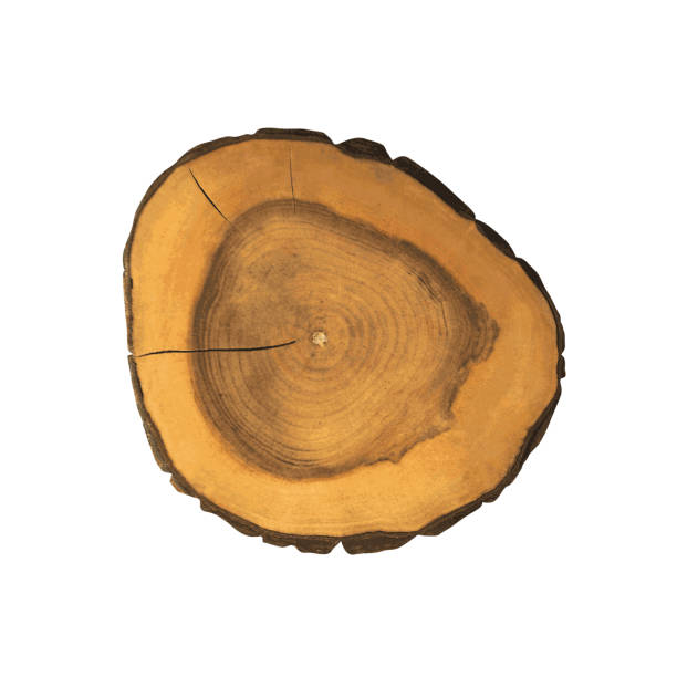 벡터의 나무 그루터기 텍스처 - bark backgrounds textured wood grain stock illustrations