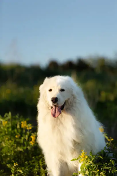 Photo of Cute maremma sheepdog. Big white fluffy dog breed maremmano abruzzese shepherd sitting in the field at sunset