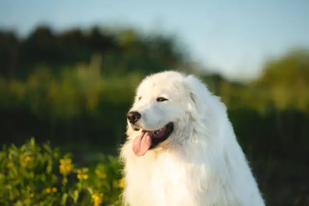 Photo of Cute maremma sheepdog. Big white fluffy dog breed maremmano abruzzese shepherd sitting in the field at sunset