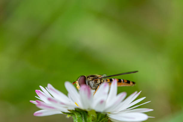 istock Hoverfly (Syrphid fly, Flower fly) behind hte petals of a daisy collecting flower nectar 1159859320