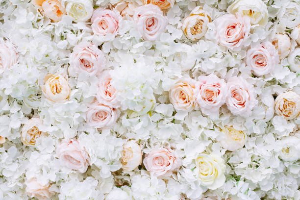 istock Flowers wall background with white and light orange roses. 1159859821